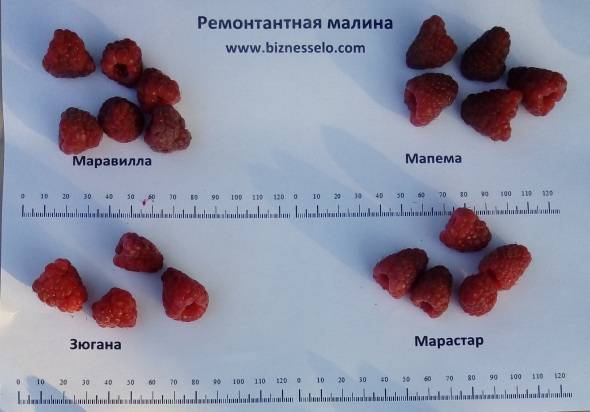 Самые популярные сорта крупноплодной малины