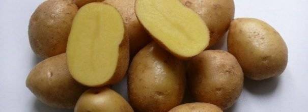 Сынок картофель описание. описание сорта картофеля сынок, или богатырь