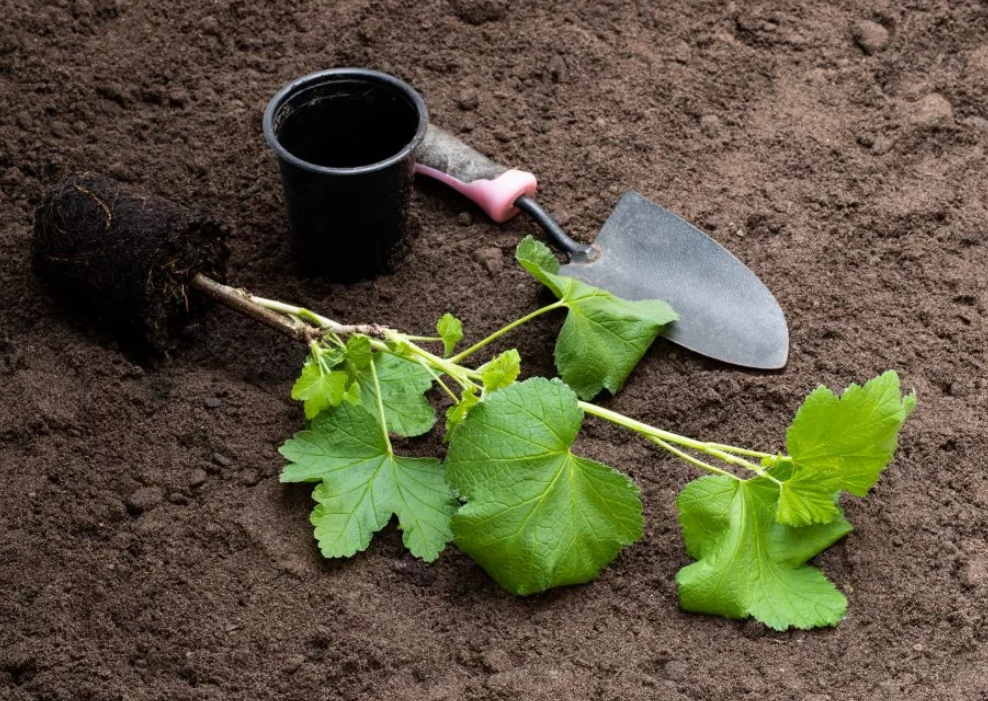 Как посадить черную смородину весной