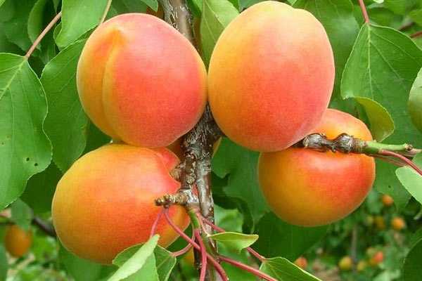 Правила посадки и ухода за сортом абрикоса погремок