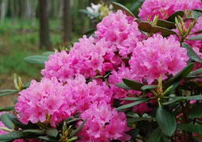 Рододендрон азурро (rhododendron azurro): описание гибридного сорта и фото, пошаговая инструкция по уходу, особенности размножения, а также болезни и вредители