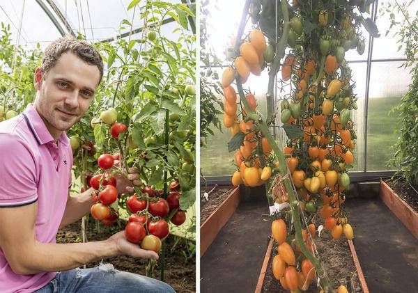 Формирование  томатов — пасынкование