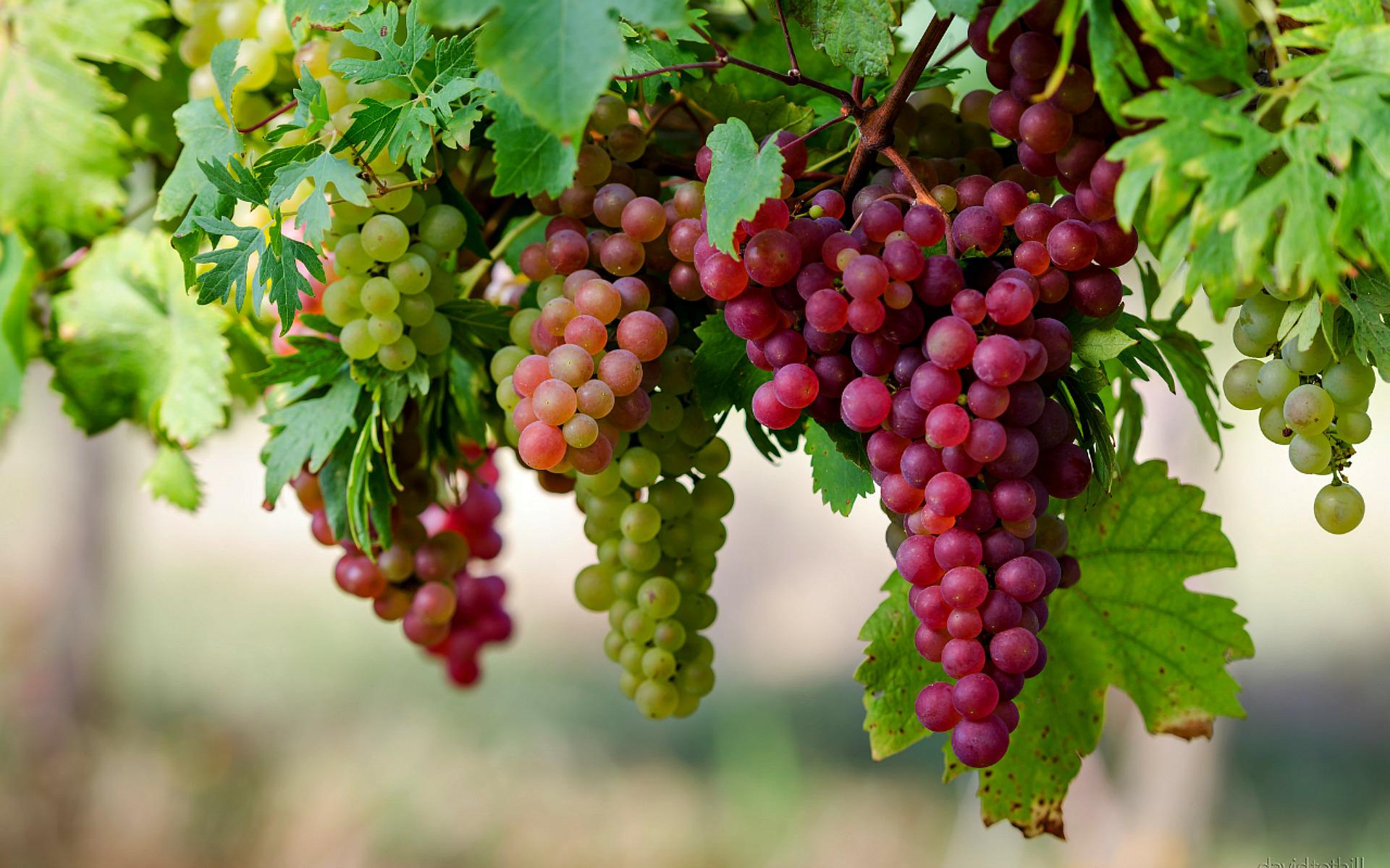 Какие сорта винограда лучше всего садить в подмосковье