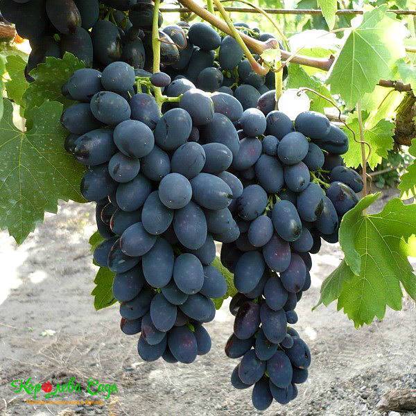 Сорт винограда «страшенский»
