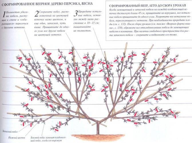 Обрезка персика весной: правила, особенности и советы для начинающих
