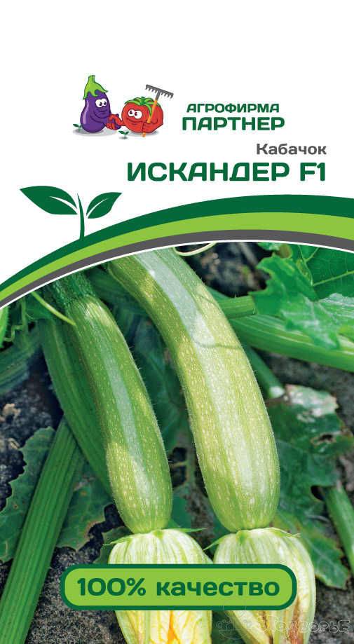 Характеристика и описание гибрида кабачка искандер f1: выращивание и уход