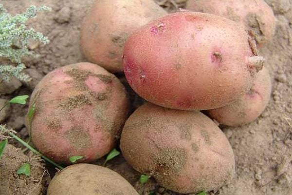 Картофель "синеглазка": описание сорта, фото и характеристики корнеплода картошки