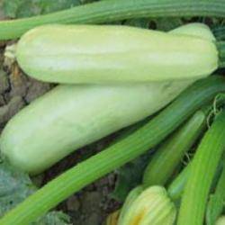 Кабачок кавили f1 – описание сорта, выращивание и уход