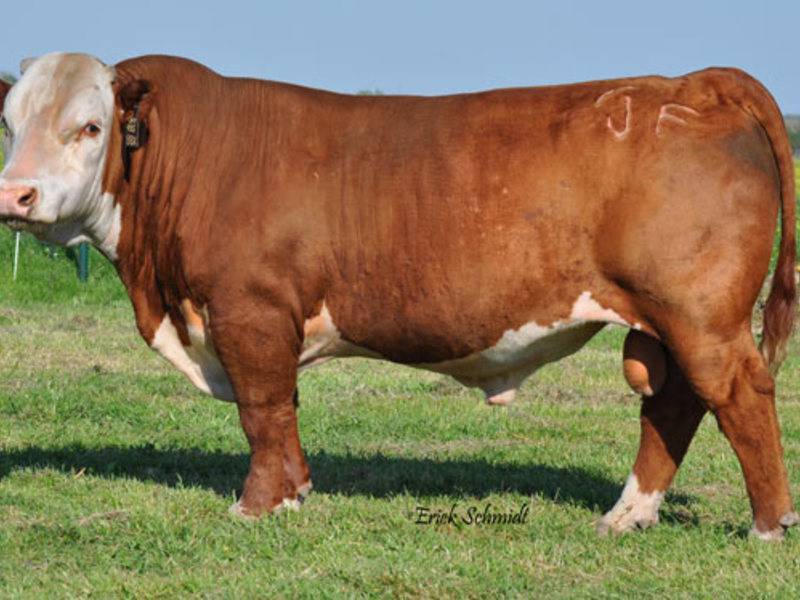 Герефордская порода коров: особенности содержания, питания и разведения