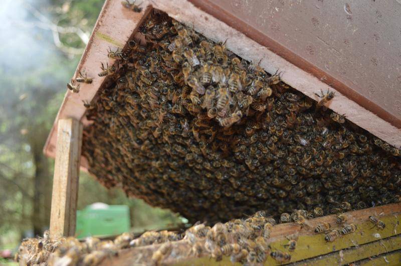 Лекарство лозеваль  для пчел как им пользоваться