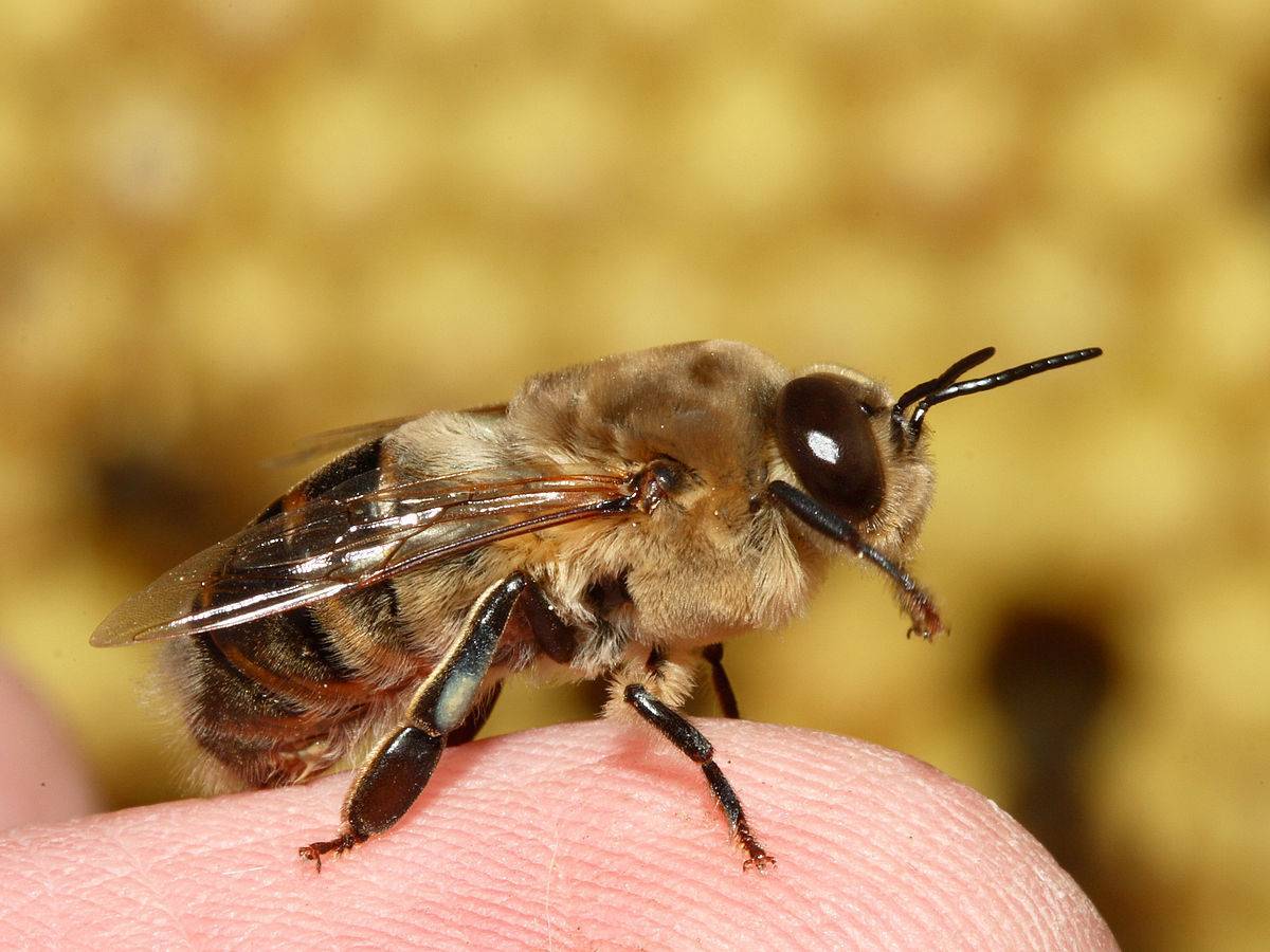 Состав семьи пчел, функции матки, трутня, и рабочих пчел