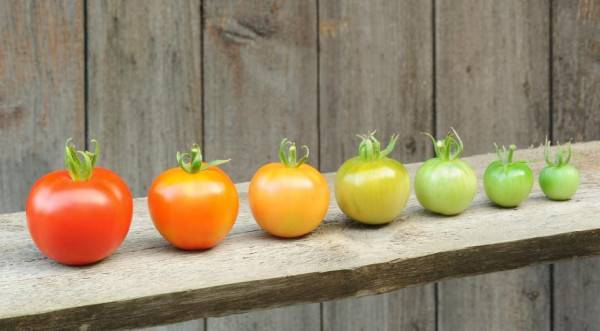 Как правильно хранить зелёные помидоры, чтобы они покраснели