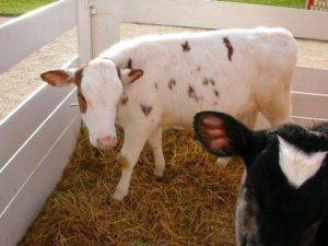 Как лечится атония рубца у коровы?