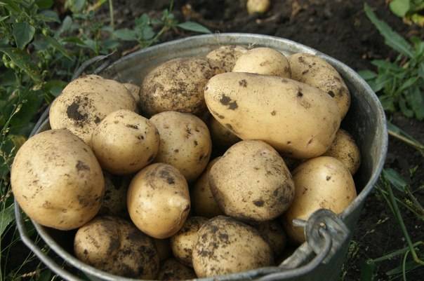 Устойчивый к жаре картофель «крепыш»: описание сорта, фото и основные нюансы