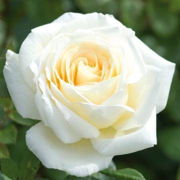 Лучшие белые плетистые розы: сорта + фото 