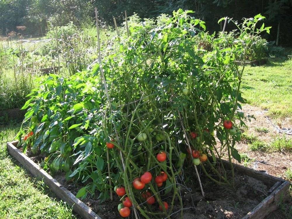 Описание сорта томата розамарин фунтовый, особенности выращивания и урожайность