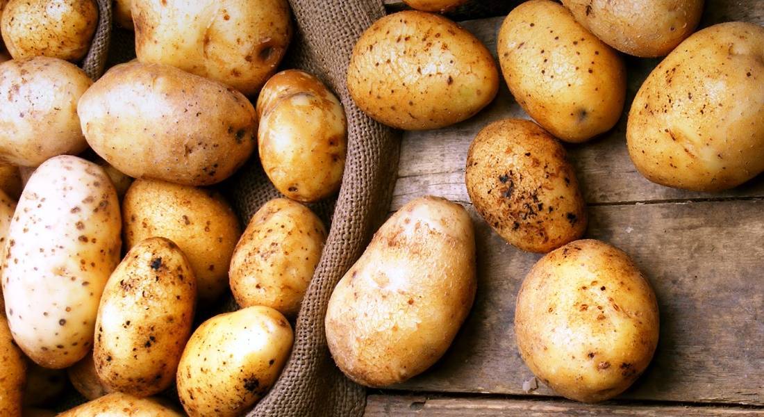 Обзор лучших сортов картофеля для подмосковья
