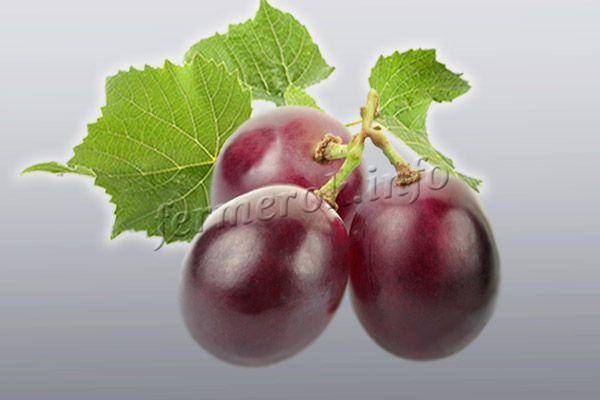 Виноград изюминка: описание сорта и фото, рекомендации по уходу, к какому типу относится, характеристики