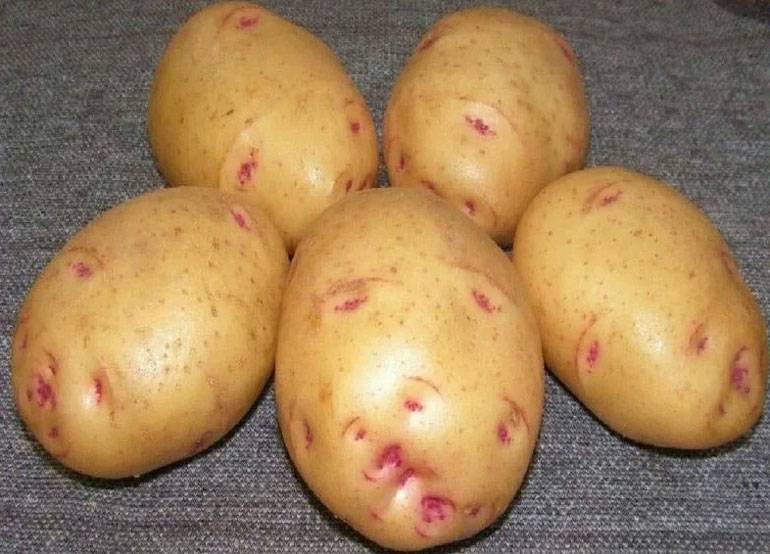 Сорт картофеля «зекура» – описание и фото