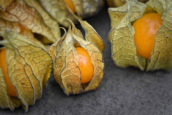 Физалис: полезные свойства и противопоказания, виды физалиса и их вкусовые качества
