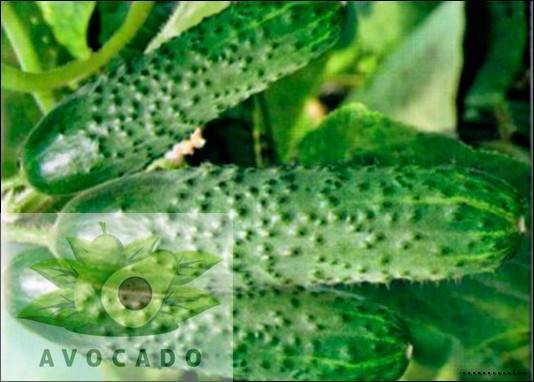 Огурцы паратунка f1: описание сорта, особенности выращивания и ухода
