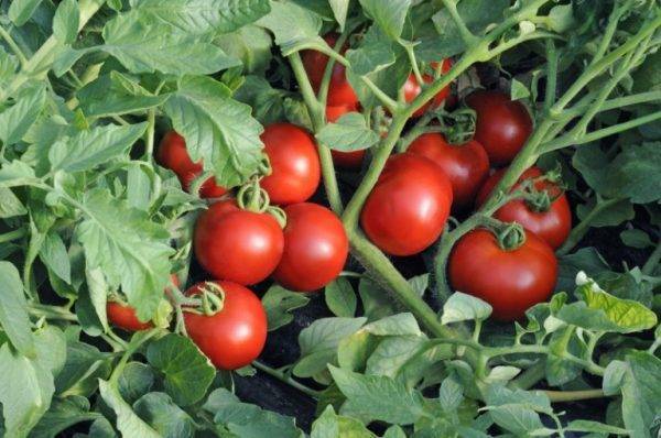 Описание и выращивание томата «яблонька россии» для открытого грунта