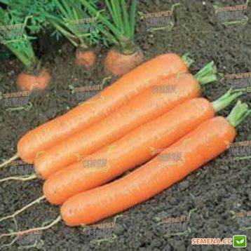 Морковь дордонь: описание и характеристика, отличительные черты и история селекционирования, достоинства и недостатки, а также нюансы выращивания и похожие сорта