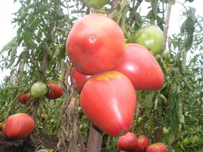 Малиновые плоды с отменным вкусом: томат розовое чудо