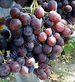 Столовый виноград «рошфор»