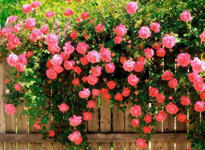 Размножение  плетистых роз: различные способы и советы