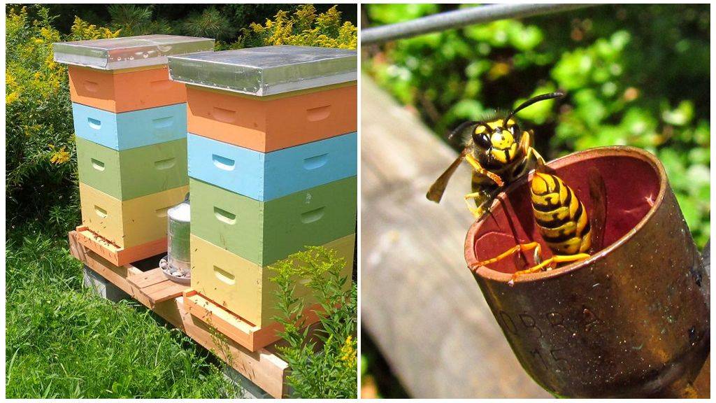 О средстве от пчел и ос на даче: отрава, чем можно травить, дихлофос, инсектицид