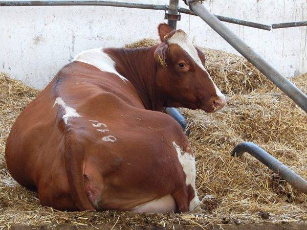 Отел коровы: основные признаки отела, правильная подготовка и прием теленка
