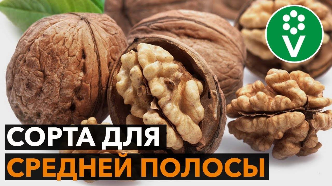 Лучшие и морозоустойчивые сорта грецкого ореха