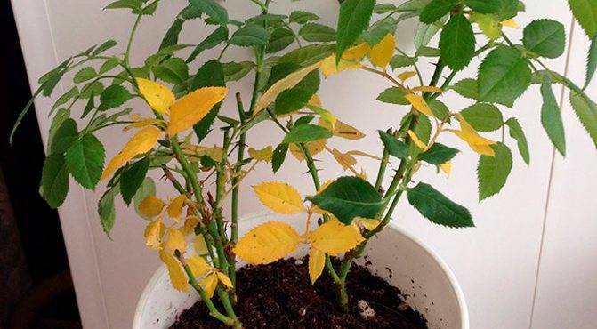 Почему у гортензии желтеют листья и сохнут края — причины и лечение