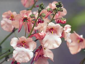 Цветок диасция: фото и описание видов – ампельная, свисающая диасция бася и розовая королева