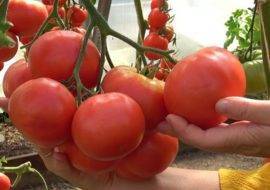 Томат гордость застолья: описание сорта и характеристика урожайности помидора (фото)