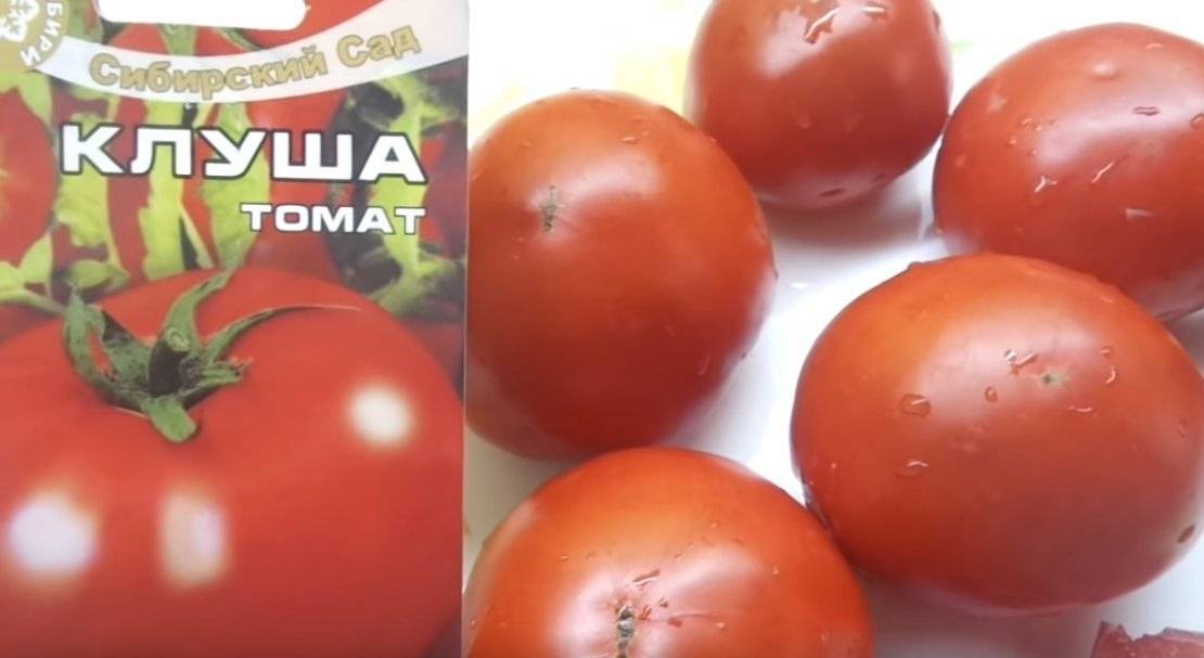 Описание томата клуша и особенности его выращивания