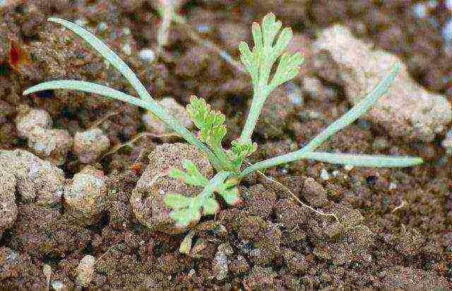 Эшшольция — выращивание из семян в домашних условиях