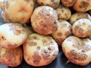 Черная парша (ризоктониоз) картофеля: причины и методы борьбы с ней
