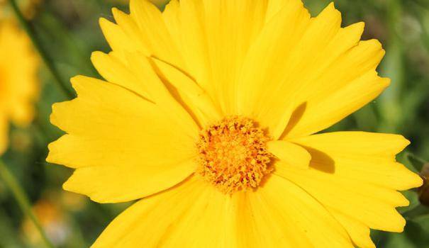 Кореопсис санбарст — неприхотливый цветущий многолетник в вашем саду