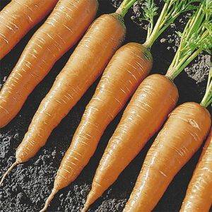Морковь лосиноостровская 13 — описание сорта, особенности выращивания