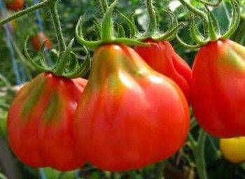 Томат трюфель черный: описание сорта помидора с фото