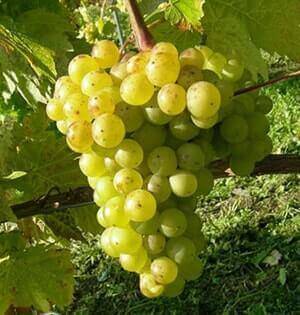 Описание и характеристики сорта винограда атос, правила выращивания и особенности ухода