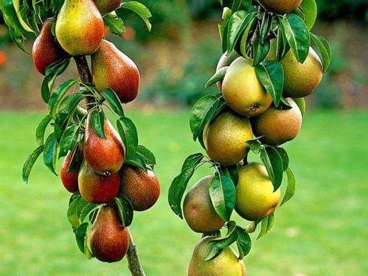 Яблоня "павлуша": внешний вид, урожайность, особенности посадки и ухода