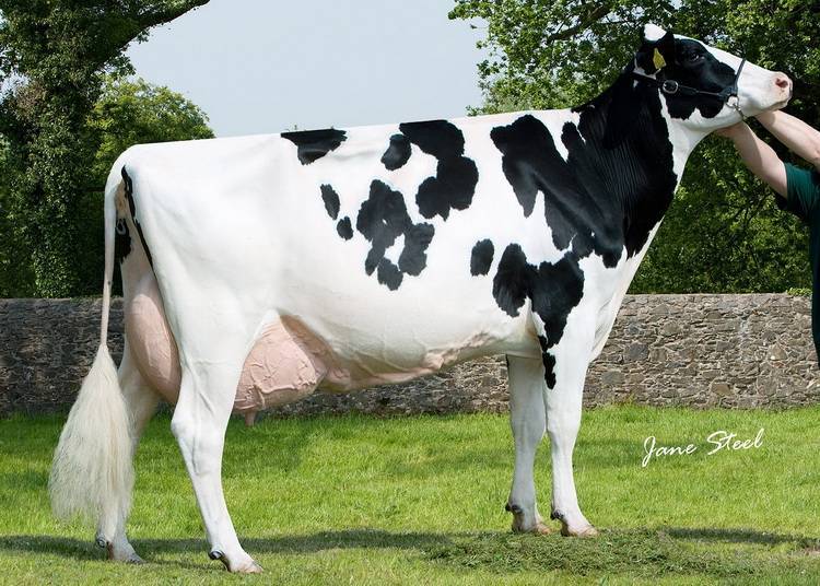 Коровы швицкой породы: описание и особенности содержания