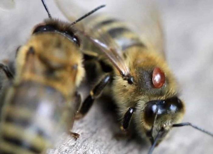 Интересные факты о пчелах для детей