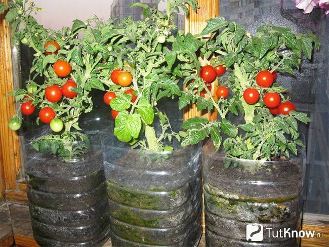 Тонкости выращивания и характеристика томата пиноккио