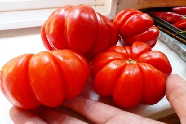 Томат пузата хата: выращивание помидор, характеристика и описание