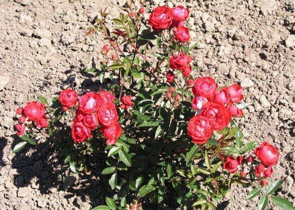 Как вырастить розу многоцветковую вечноцветущую мини садовый аромат