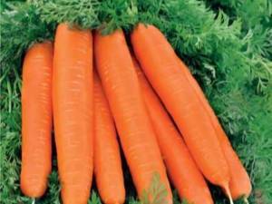 Несложная агротехника, но достойный урожай: морковь лосиноостровская 13